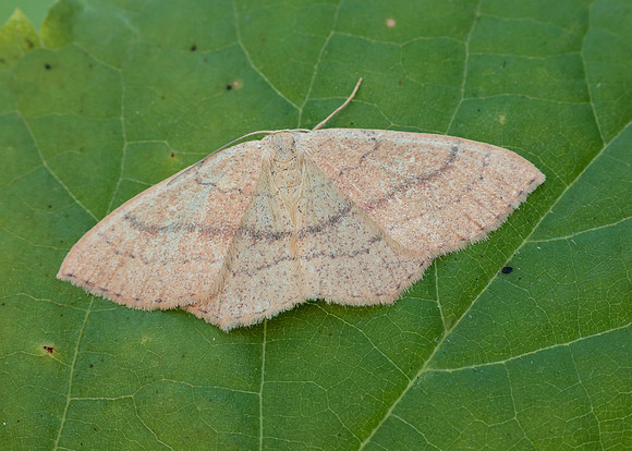 0.037 BF1681 Clay Triple-lines Cyclophora linearia