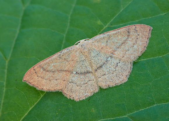 0.037 BF1681 Clay Triple-lines Cyclophora linearia