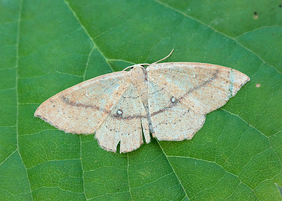0.037 BF1681 Clay Triple-lines Cyclophora linearia