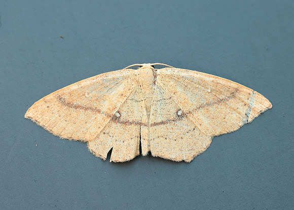 0.037 BF1681 Clay Triple-lines Cyclophora linearia