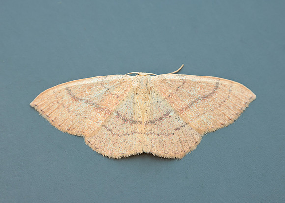 0.037 BF1681 Clay Triple-lines Cyclophora linearia