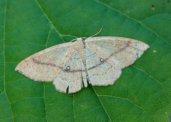 0.037 BF1681 Clay Triple-lines Cyclophora linearia