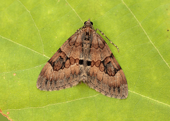 70.081 BF1768 Grey Pine Carpet Thera obeliscata