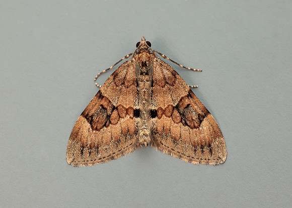 70.081 BF1768 Grey Pine Carpet Thera obeliscata