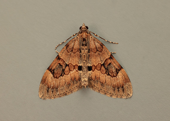 70.081 BF1768 Grey Pine Carpet Thera obeliscata