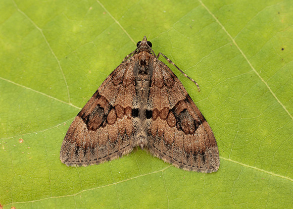 70.081 BF1768 Grey Pine Carpet Thera obeliscata