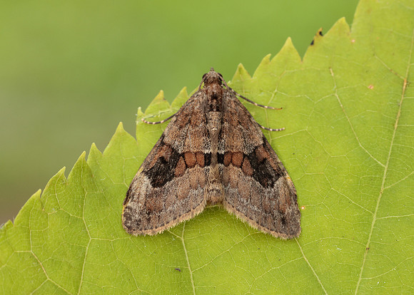 70.081 BF1768 Grey Pine Carpet Thera obeliscata