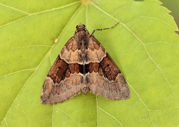 70.081 BF1768 Grey Pine Carpet Thera obeliscata