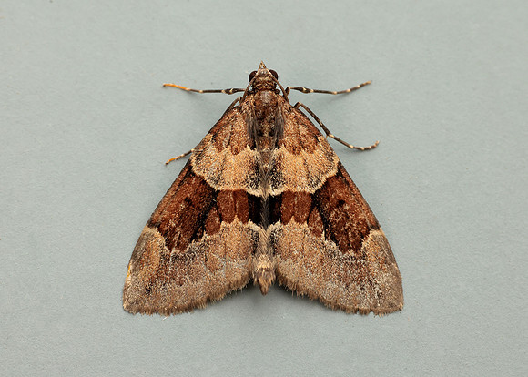 70.081 BF1768 Grey Pine Carpet Thera obeliscata