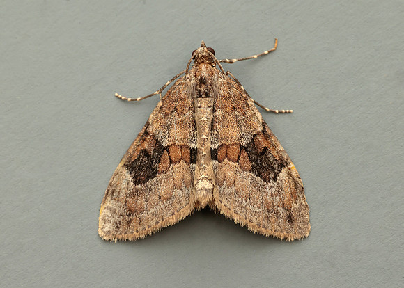 70.081 BF1768 Grey Pine Carpet Thera obeliscata