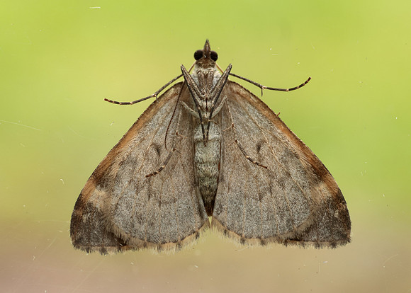 70.097 BF1764 Common Marbled Carpet Dysstroma truncata