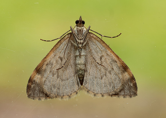 70.097 BF1764 Common Marbled Carpet Dysstroma truncata