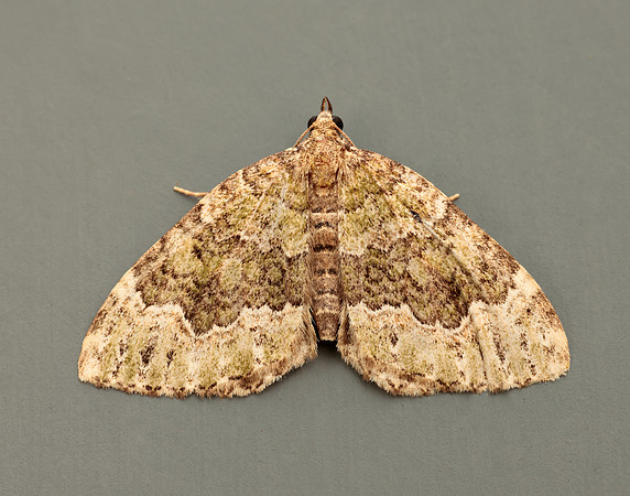 70.099 BF1774 Beech-green Carpet Colostygia olivata