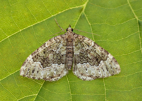 70.099 BF1774 Beech-green Carpet Colostygia olivata