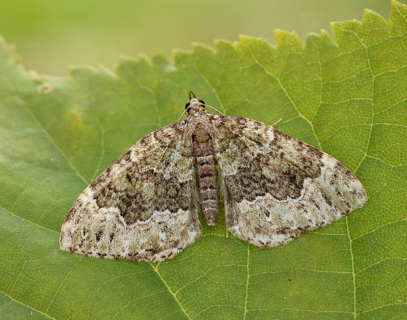 70.099 BF1774 Beech-green Carpet Colostygia olivata