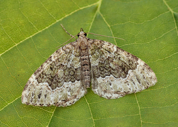 70.099 BF1774 Beech-green Carpet Colostygia olivata