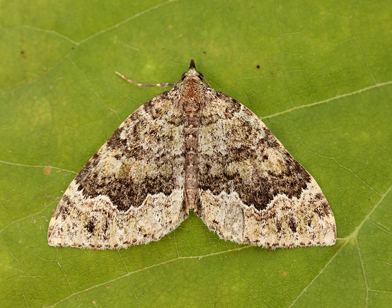 70.099 BF1774 Beech-green Carpet Colostygia olivata