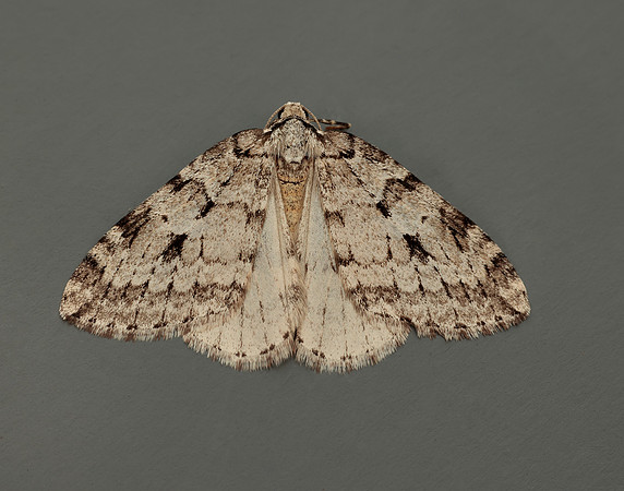 70.110 BF1798 Small Autumnal Moth Epirrita filigrammaria