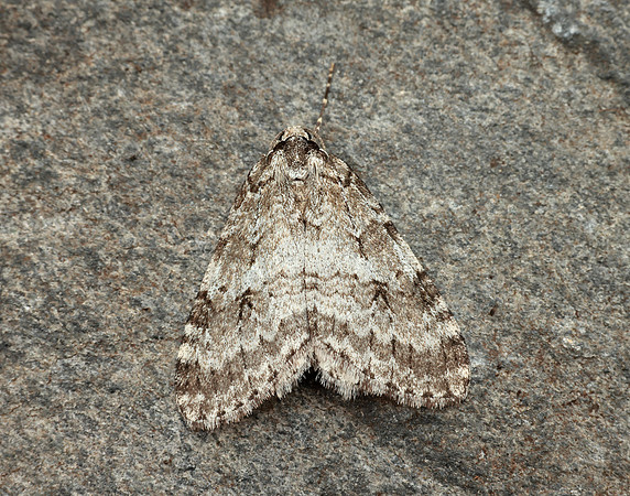 70.110 BF1798 Small Autumnal Moth Epirrita filigrammaria