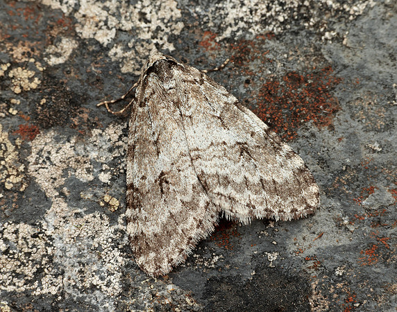 70.110 BF1798 Small Autumnal Moth Epirrita filigrammaria