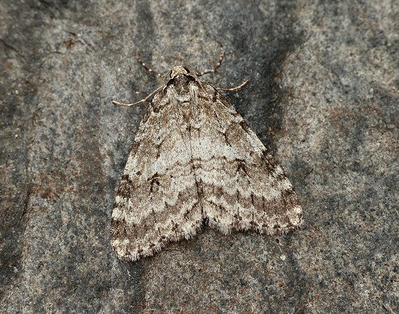 70.110 BF1798 Small Autumnal Moth Epirrita filigrammaria