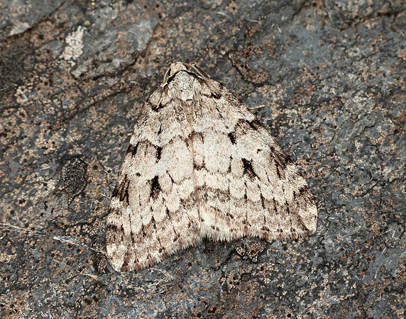 70.110 BF1798 Small Autumnal Moth Epirrita filigrammaria