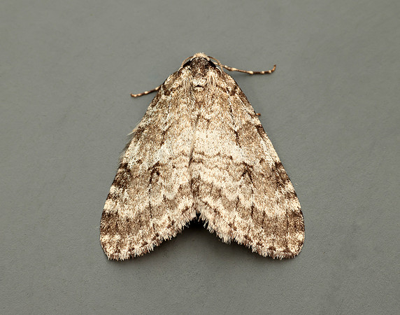 70.110 BF1798 Small Autumnal Moth Epirrita filigrammaria