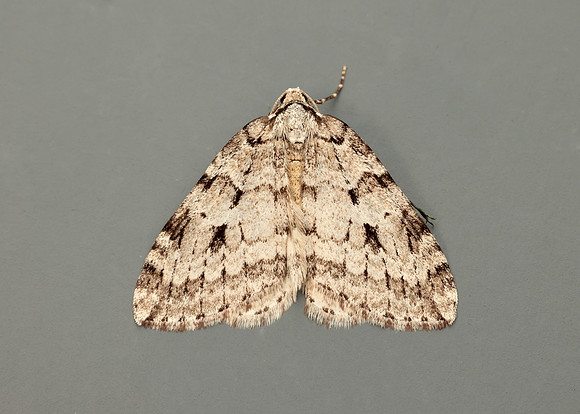 70.110 BF1798 Small Autumnal Moth Epirrita filigrammaria