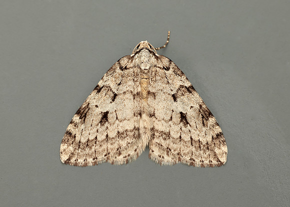 70.110 BF1798 Small Autumnal Moth Epirrita filigrammaria