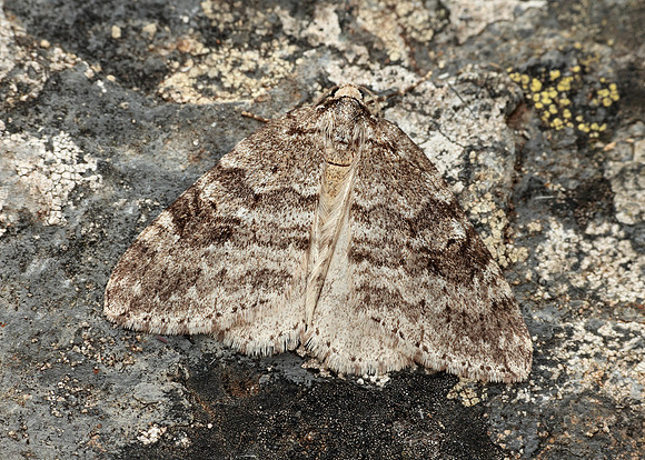 70.110 BF1798 Small Autumnal Moth Epirrita filigrammaria
