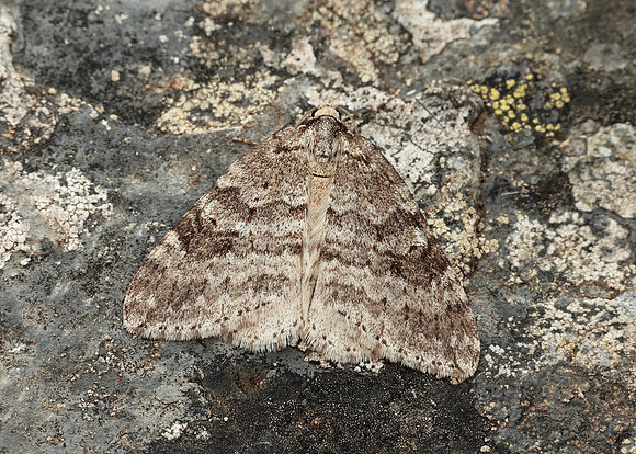 70.110 BF1798 Small Autumnal Moth Epirrita filigrammaria