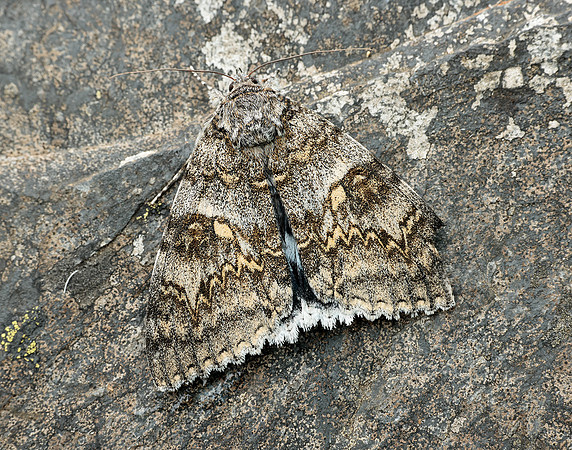 72.076 BF2451 Clifden Nonpareil Catocala fraxini