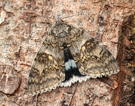 72.076 BF2451 Clifden Nonpareil Catocala fraxini