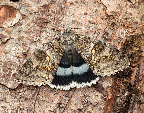 72.076 BF2451 Clifden Nonpareil Catocala fraxini