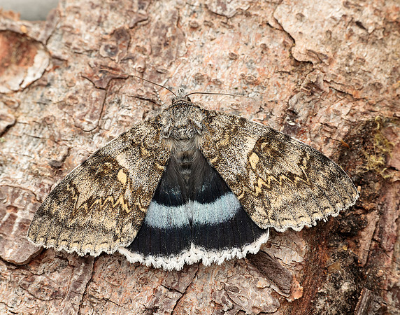 72.076 BF2451 Clifden Nonpareil Catocala fraxini