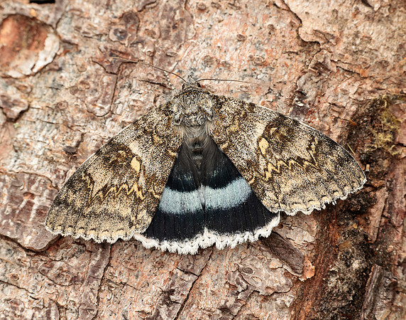 72.076 BF2451 Clifden Nonpareil Catocala fraxini