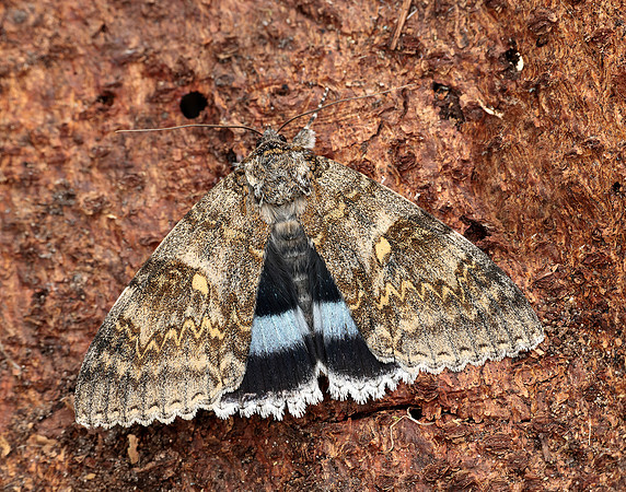 72.076 BF2451 Clifden Nonpareil Catocala fraxini