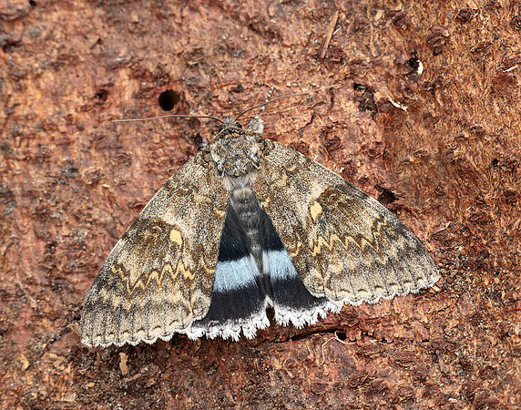 72.076 BF2451 Clifden Nonpareil Catocala fraxini