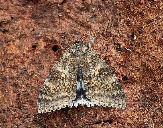 72.076 BF2451 Clifden Nonpareil Catocala fraxini