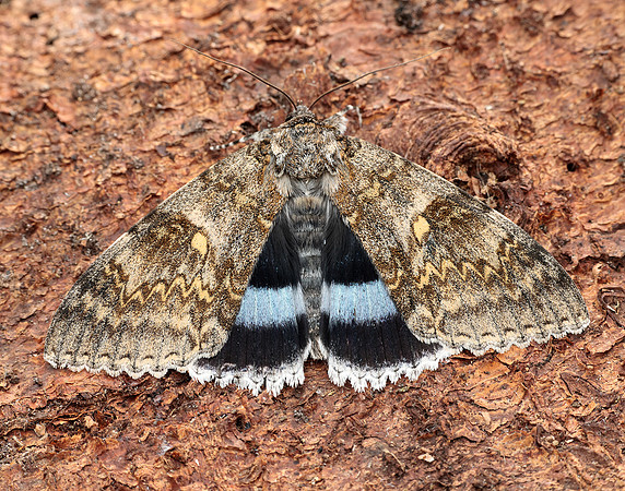 72.076 BF2451 Clifden Nonpareil Catocala fraxini