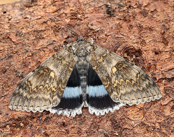 72.076 BF2451 Clifden Nonpareil Catocala fraxini