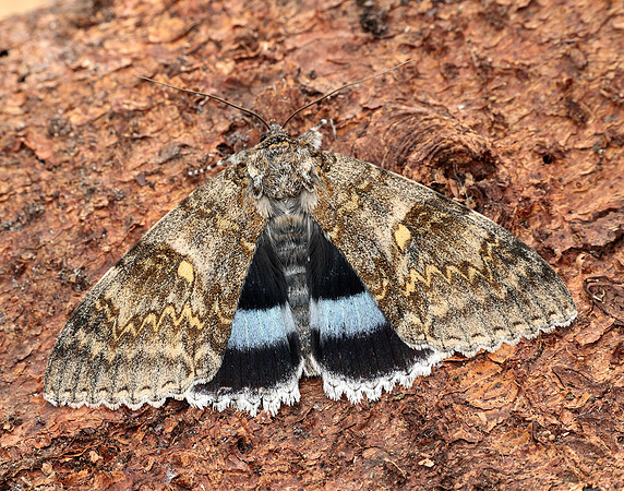 72.076 BF2451 Clifden Nonpareil Catocala fraxini