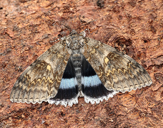 72.076 BF2451 Clifden Nonpareil Catocala fraxini