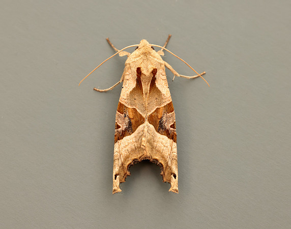 73.113 BF2306 Angle Shades Phlogophora meticulosa