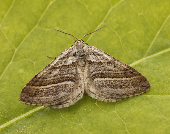 70.039 BF1718 Oblique Striped Phibalapteryx virgata