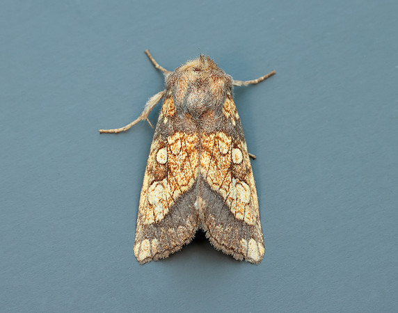 73.121 BF2364 Frosted Orange Gortyna flavago