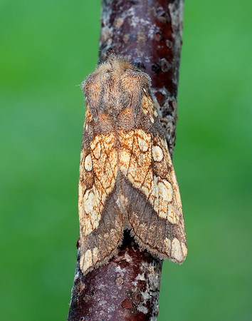 73.121 BF2364 Frosted Orange Gortyna flavago