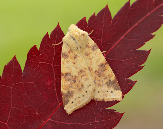 73.182 BF2274 Sallow Cirrhia icteritia