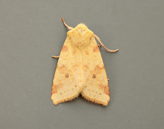 73.182 BF2274 Sallow Cirrhia icteritia