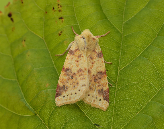73.182 BF2274 Sallow Cirrhia icteritia